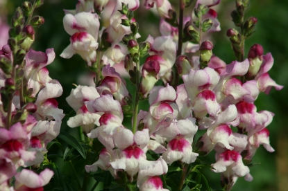 Picture of Antirrhinum - Lucky Lips